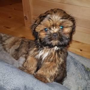 Meet your Posher, Susan